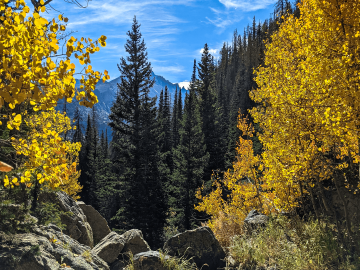 evergreen trees flanked by yellow aspen